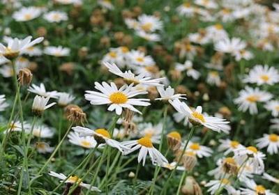 纨绔世子妃经典语录(优选60句)