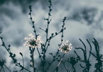 舔狗经典语录(推荐116句)