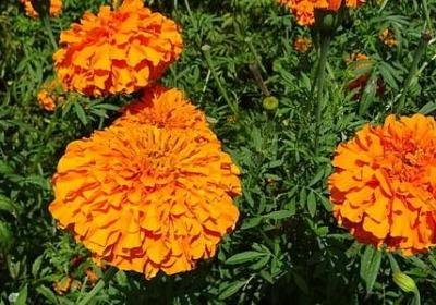 自强女人的经典语录(精选50句)