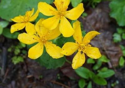 耿耿余淮经典语录(必备50句)