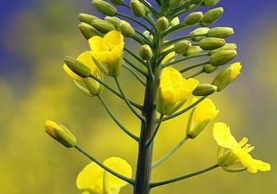 经典语录mc小洲大全(80句)