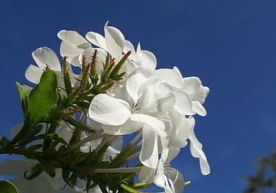 纪晓岚经典语录(汇总60句)