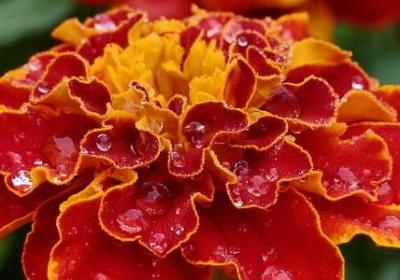 祝福康复的经典语录(优选70句)