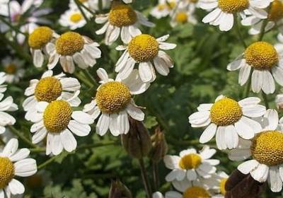 紫霞仙子经典语录(热门40句)