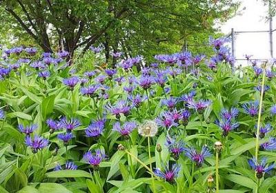 红玫瑰经典语录(实用40句)