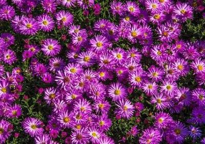 经典语录你若真心对我(实用20句)