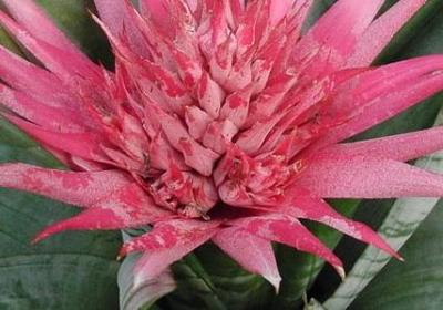 纪伯伦经典语录(共50句)