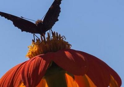 神探夏洛克经典语录(精选40句)