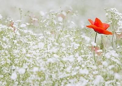 绿茶婊经典语录(必备20句)