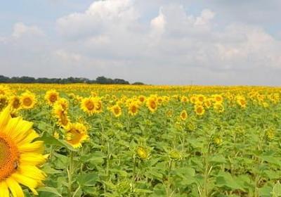 美人心计经典语录(优选80句)