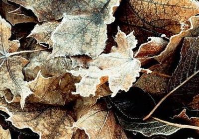 红楼梦林黛玉经典语录(实用40句)