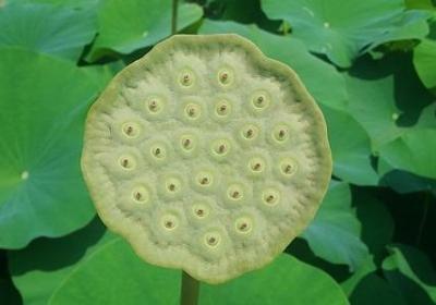 绿茶经典语录(40句)