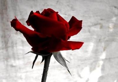 祝求婚成功的经典语录(汇总50句)