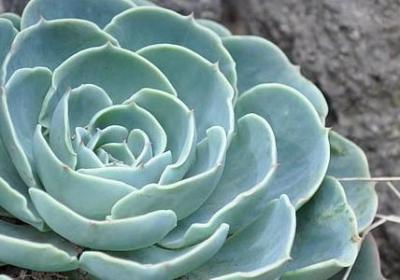 老子道德经经典语录(汇总20句)