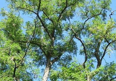 窗边的小豆豆经典语录(实用51句)