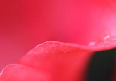 舒婷经典语录(共90句)