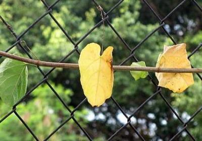 红高粱家族经典语录(通用10句)