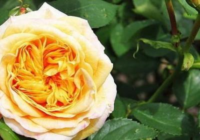 粗茶淡饭的经典语录(共40句)