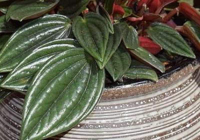 笛卡尔经典语录(精选20句)