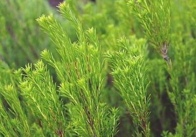 细节打败爱情经典语录(优选30句)