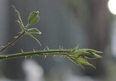 致全职妈妈经典语录(优选50句)