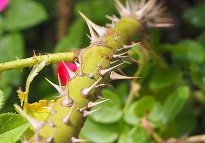 老舍骆驼祥子经典语录(必备90句)