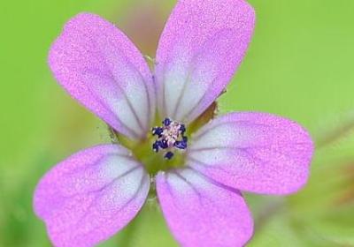 空谷幽兰经典语录(实用51句)