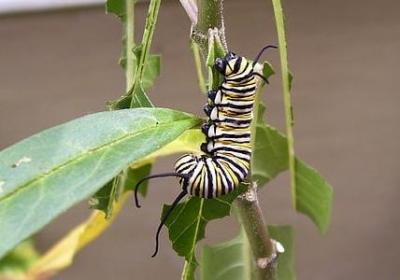 红发经典语录(推荐80句)