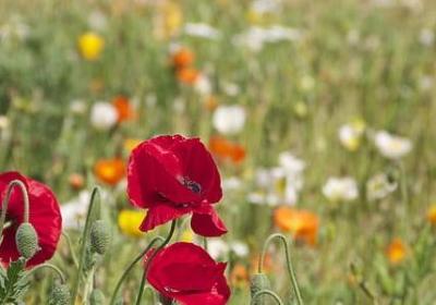 经典语录背景音乐(汇总55句)