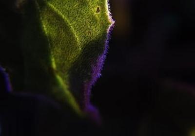 红猪经典语录(50句)