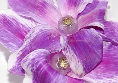 经典语录用英语怎么说(精选11句)