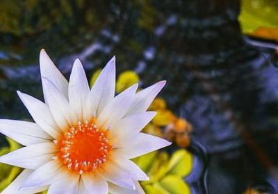 罗素经典语录(优选20句)