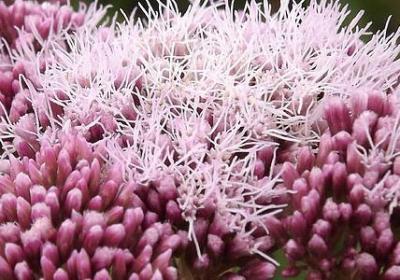 笑傲江湖经典语录(热门70句)