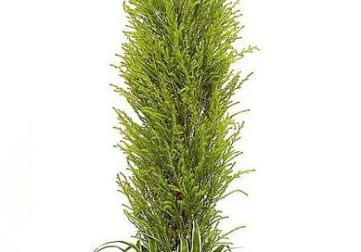 神奇宝贝经典语录(必备50句)