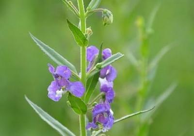 素黑经典语录(56句)