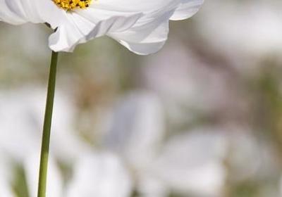 等一个人咖啡经典语录(必备60句)