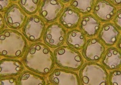 老罗经典语录(优选20句)