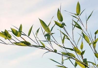 简单经典语录(推荐20句)