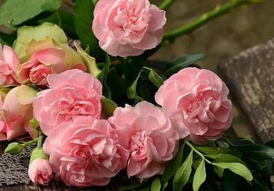 致加西亚的信经典语录(9句)