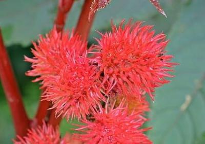 绿山墙的安妮经典语录(合集50句)