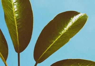 经典语录句子迷(实用100句)