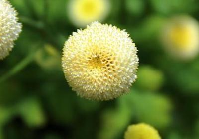 老舍的经典语录(60句)