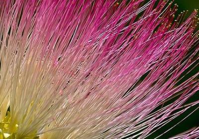 罗兰小语 经典语录(推荐50句)