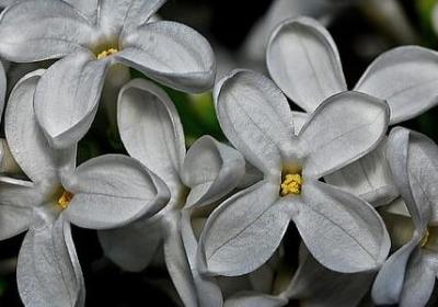 胡一菲说的经典语录(80句)