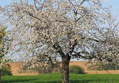 群山回唱经典语录(汇总18句)