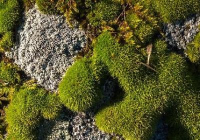 秦时明月卫庄经典语录(优选40句)