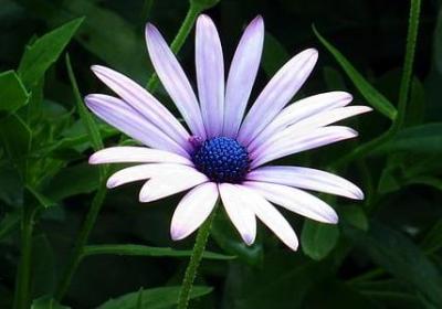 罗生门经典语录(实用60句)