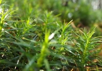 缘之空经典语录(50句)