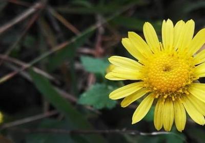 肺腑之言的经典语录(合集50句)