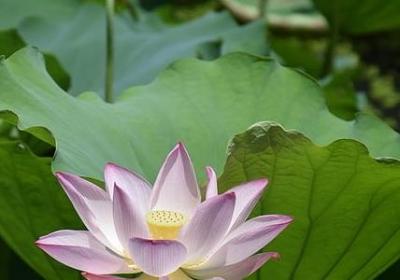 老板与员工的经典语录(推荐22句)